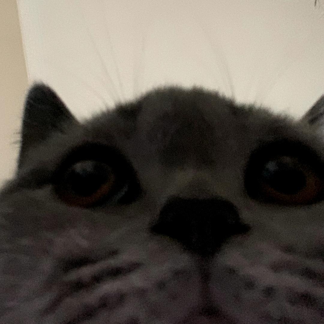 程智豪