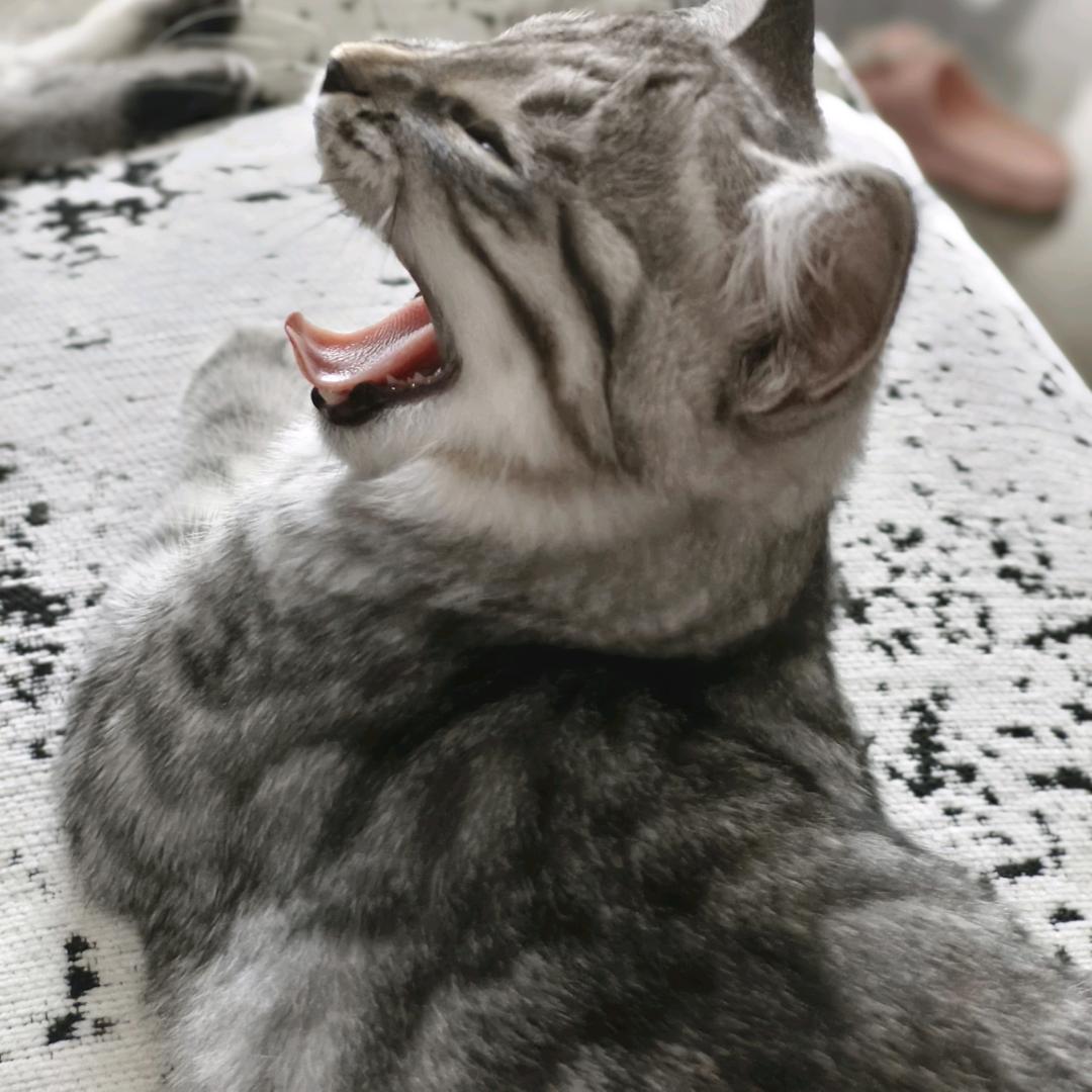 醋坛子元宝🐱
