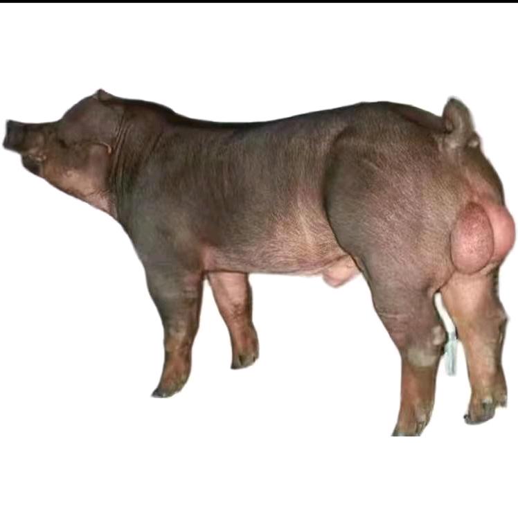 老雅