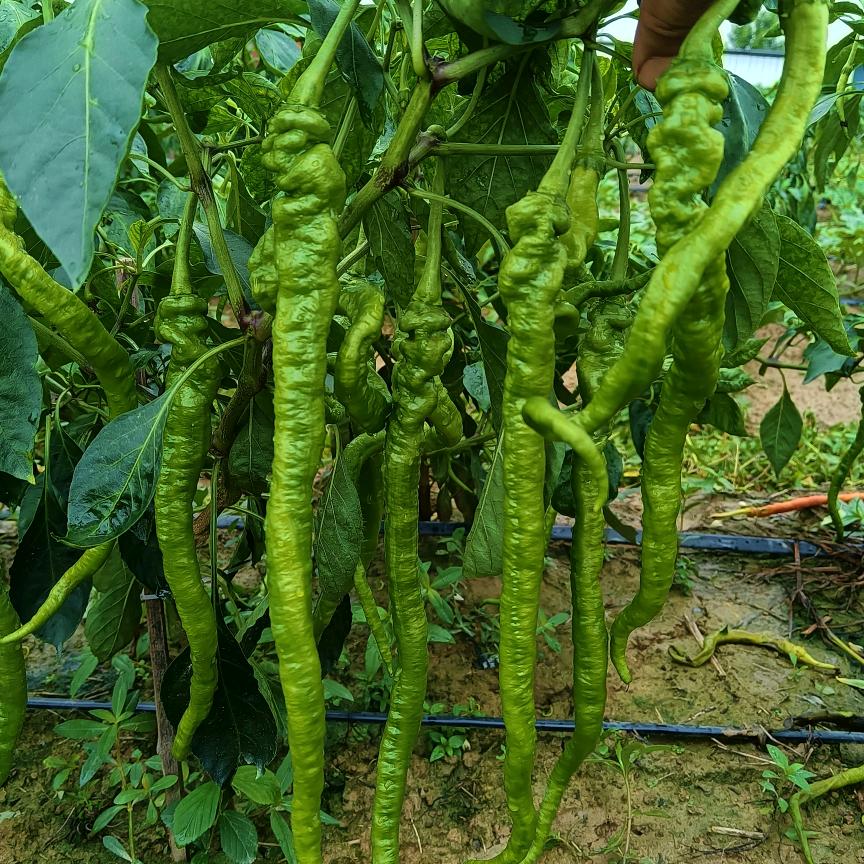 知己～辣椒种植