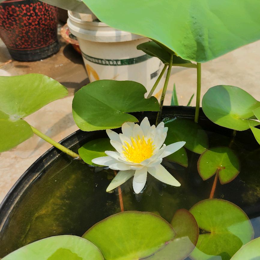总以芍药为忠贞