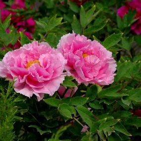 欢欢🎀乐乐😂