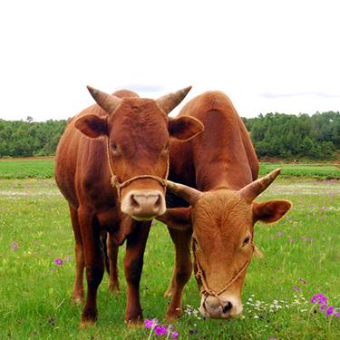 内黄八里庄鲜牛肉优选