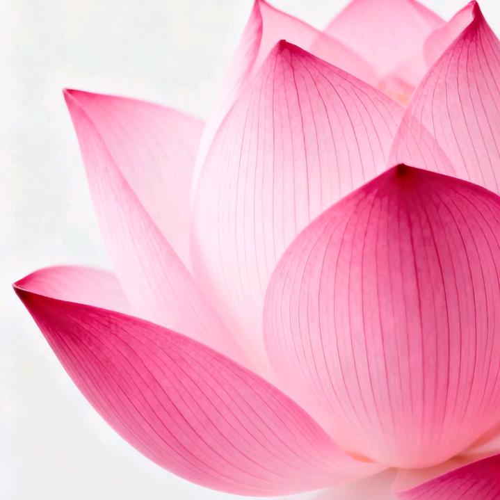 半亩花田