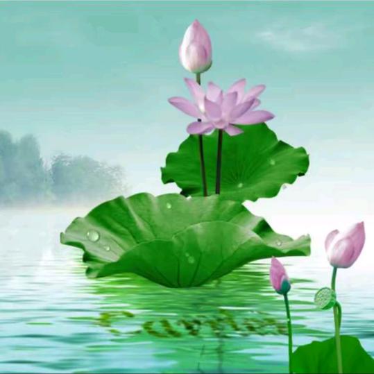 道法自然，禅修