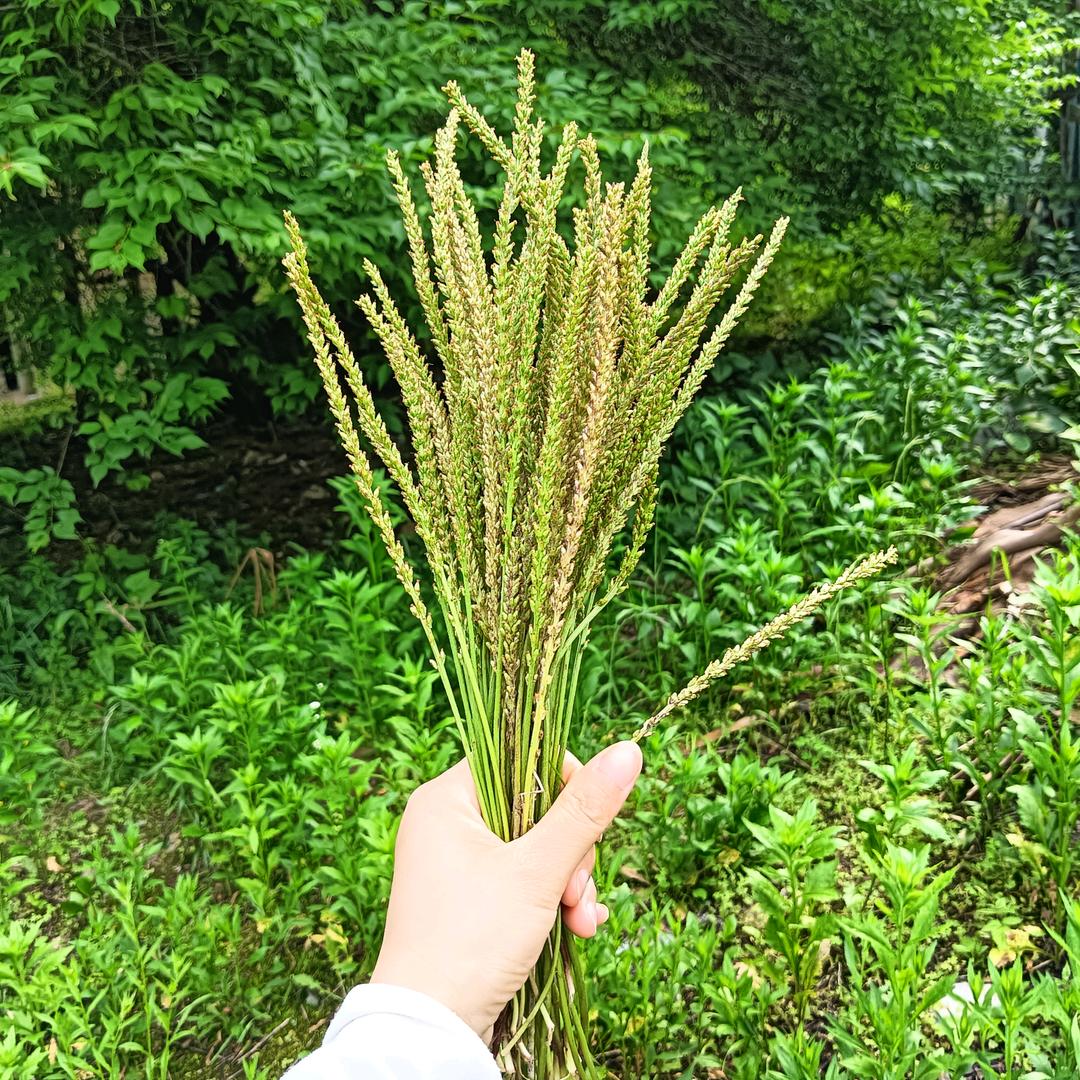 亮雪没烦恼