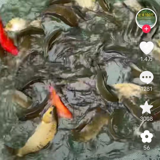 豫