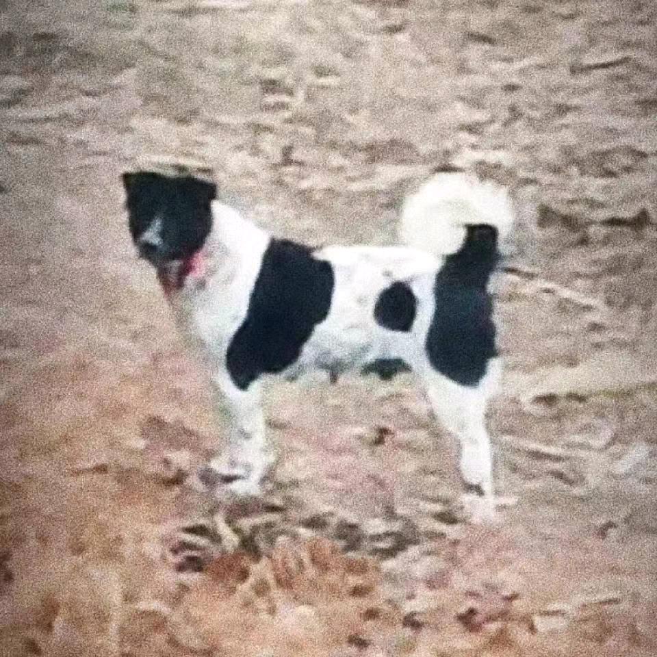太行犬俱乐部