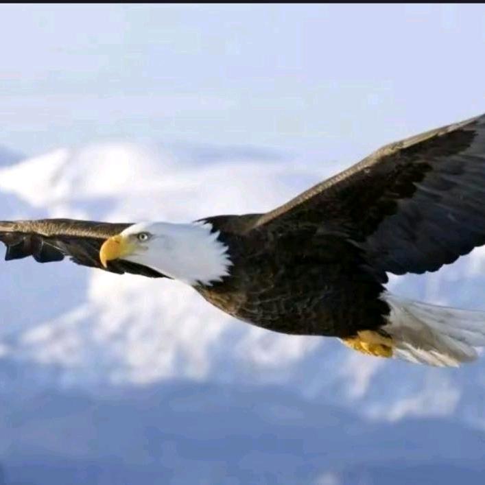 孤🦅鹰