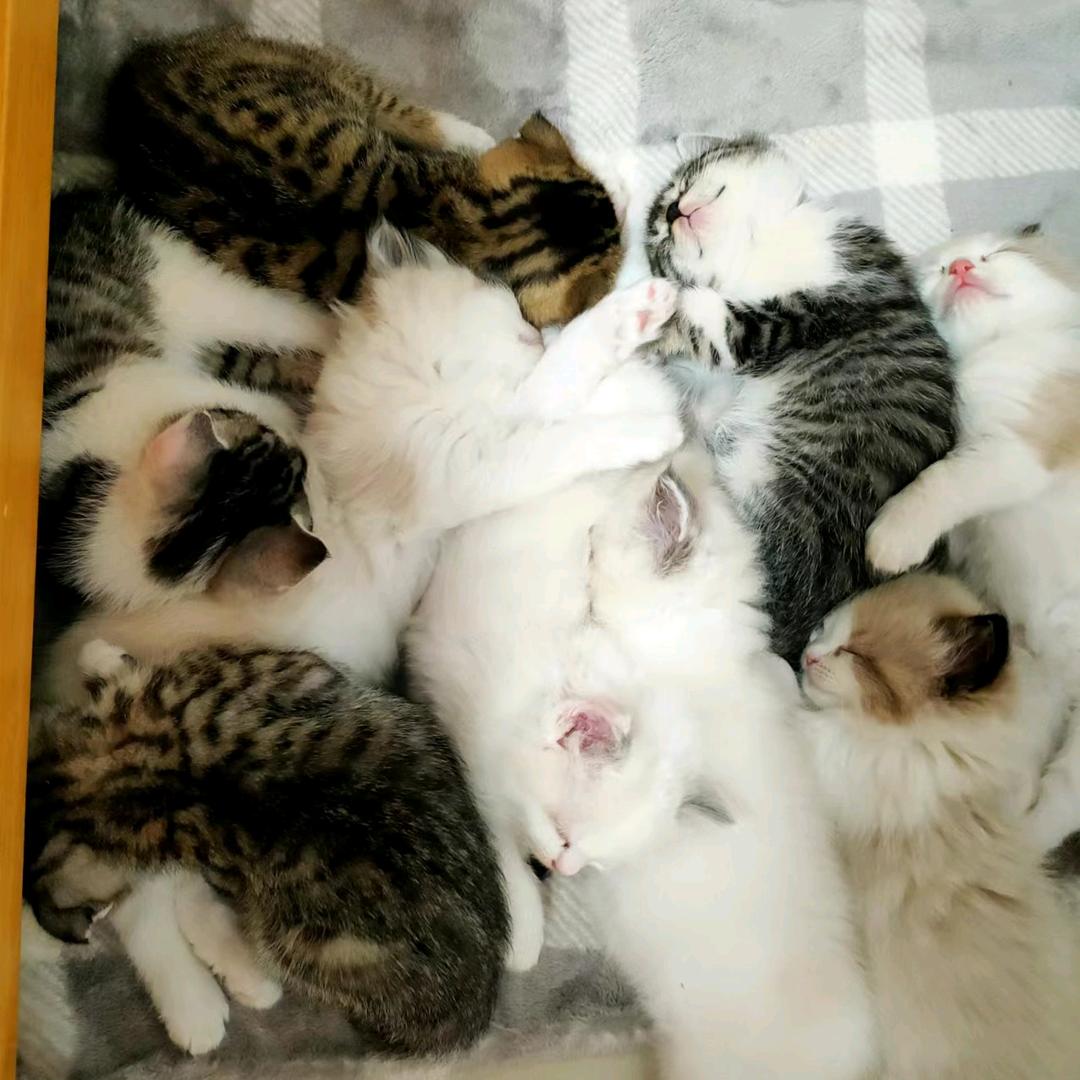 团团是猫