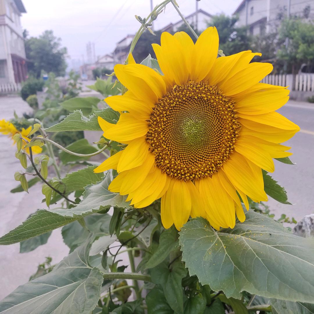 蜀七月