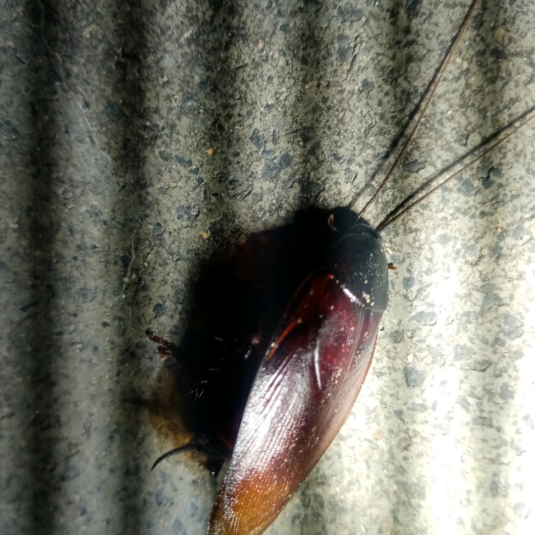 阜阳市永华有害生物防治有限公司