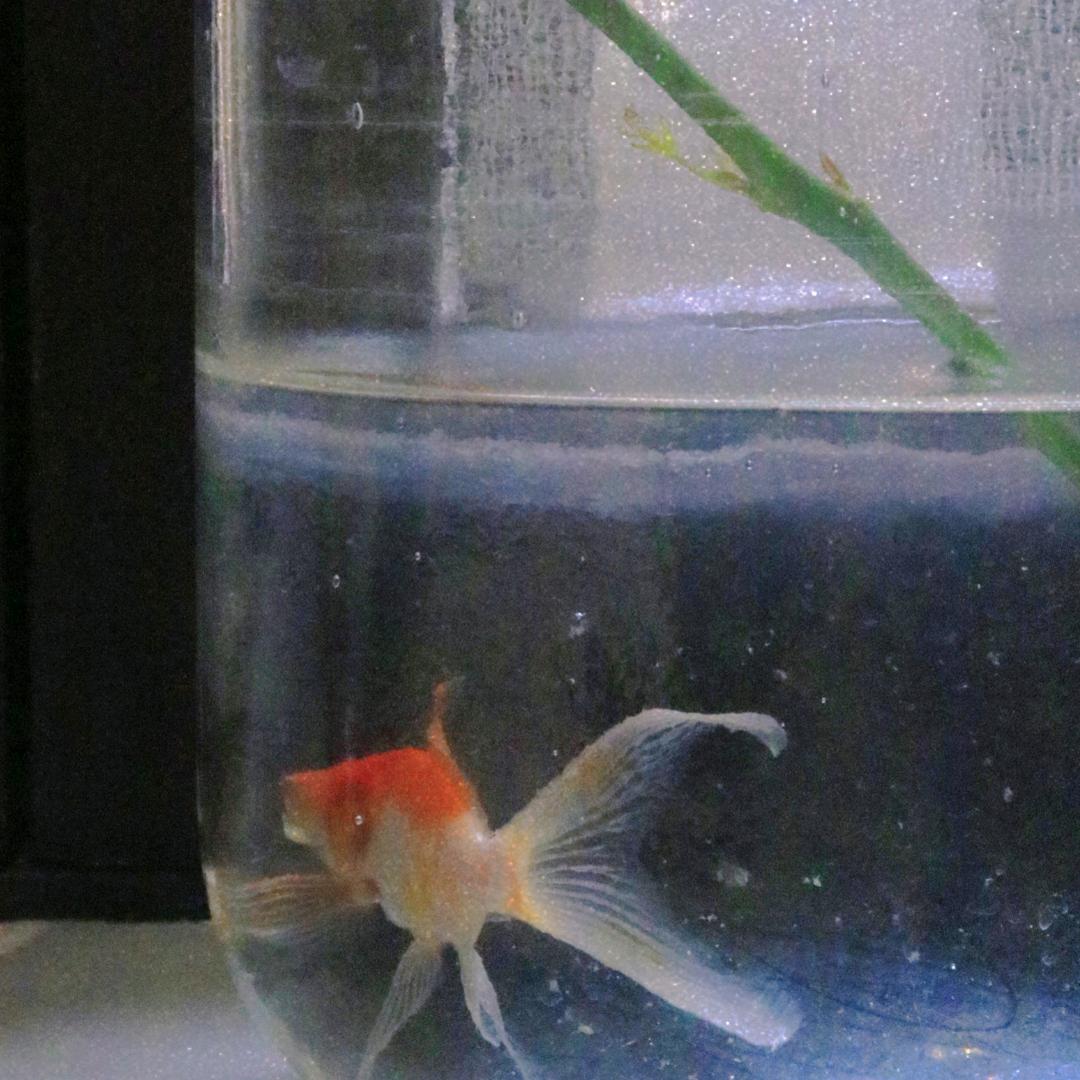 李般般的锐评
