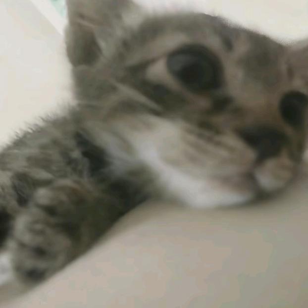 小轩绪