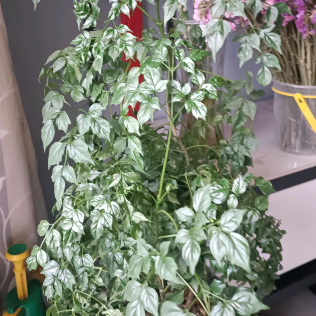 老淮南牛肉汤火玉麒麟，戚芹