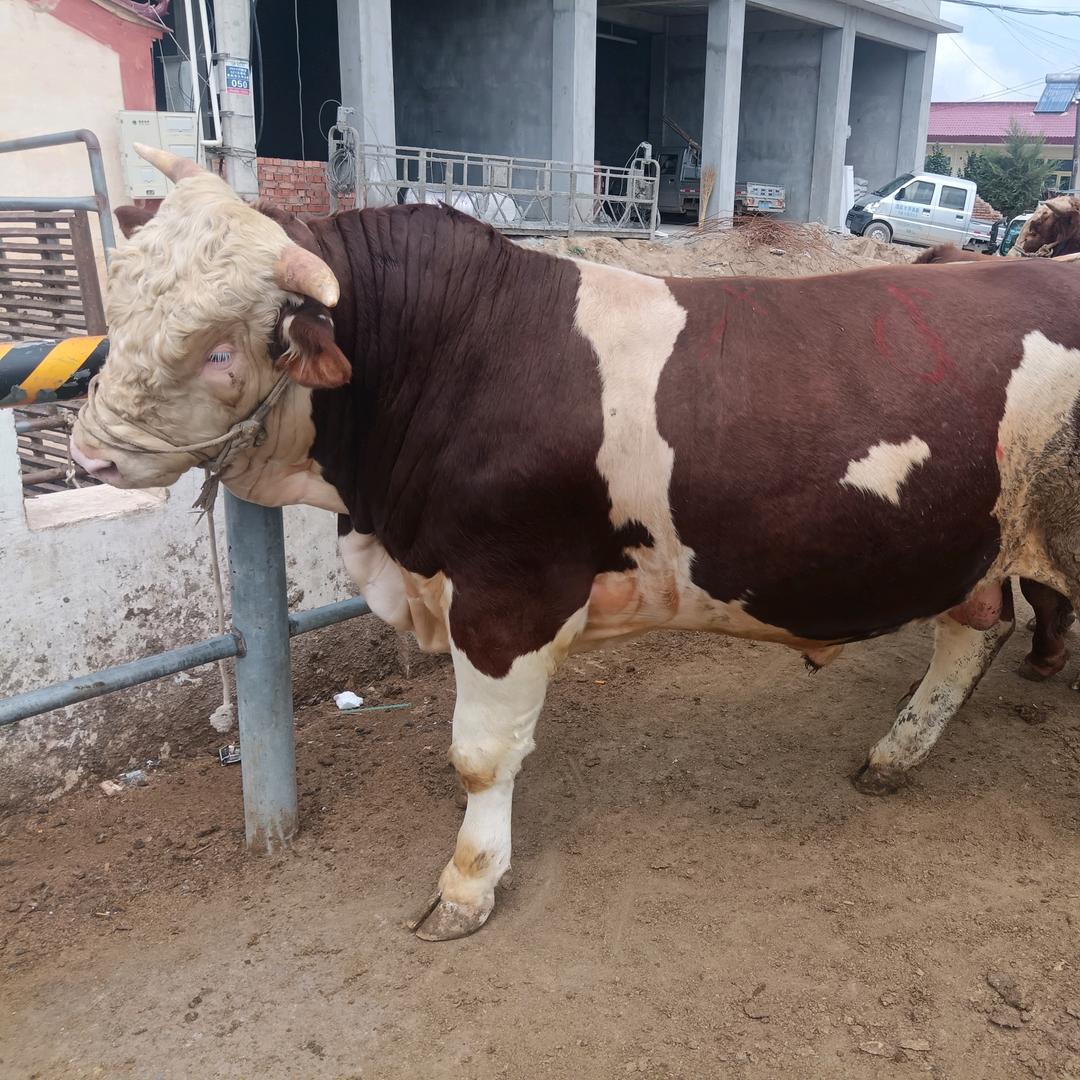 90后单亲爸爸，养殖