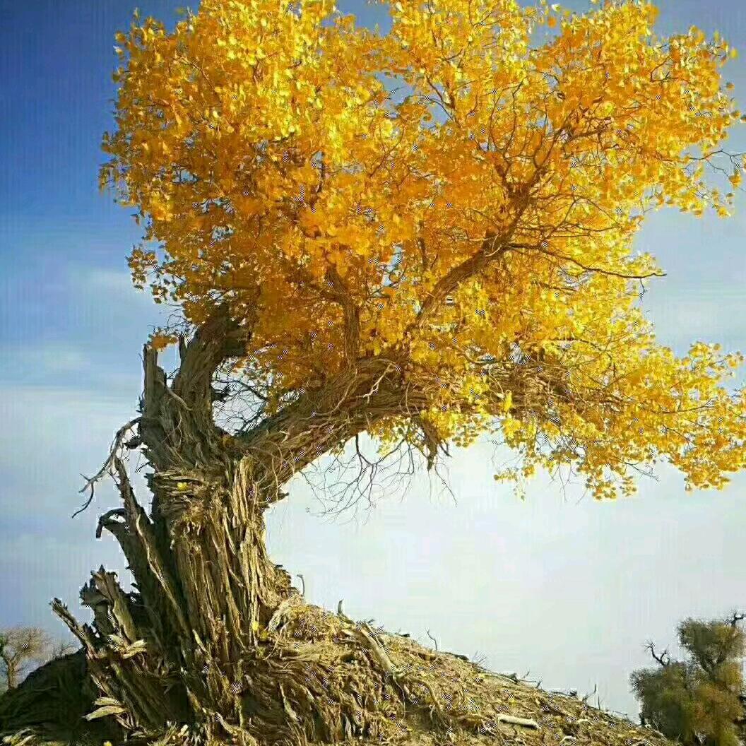 《如果》