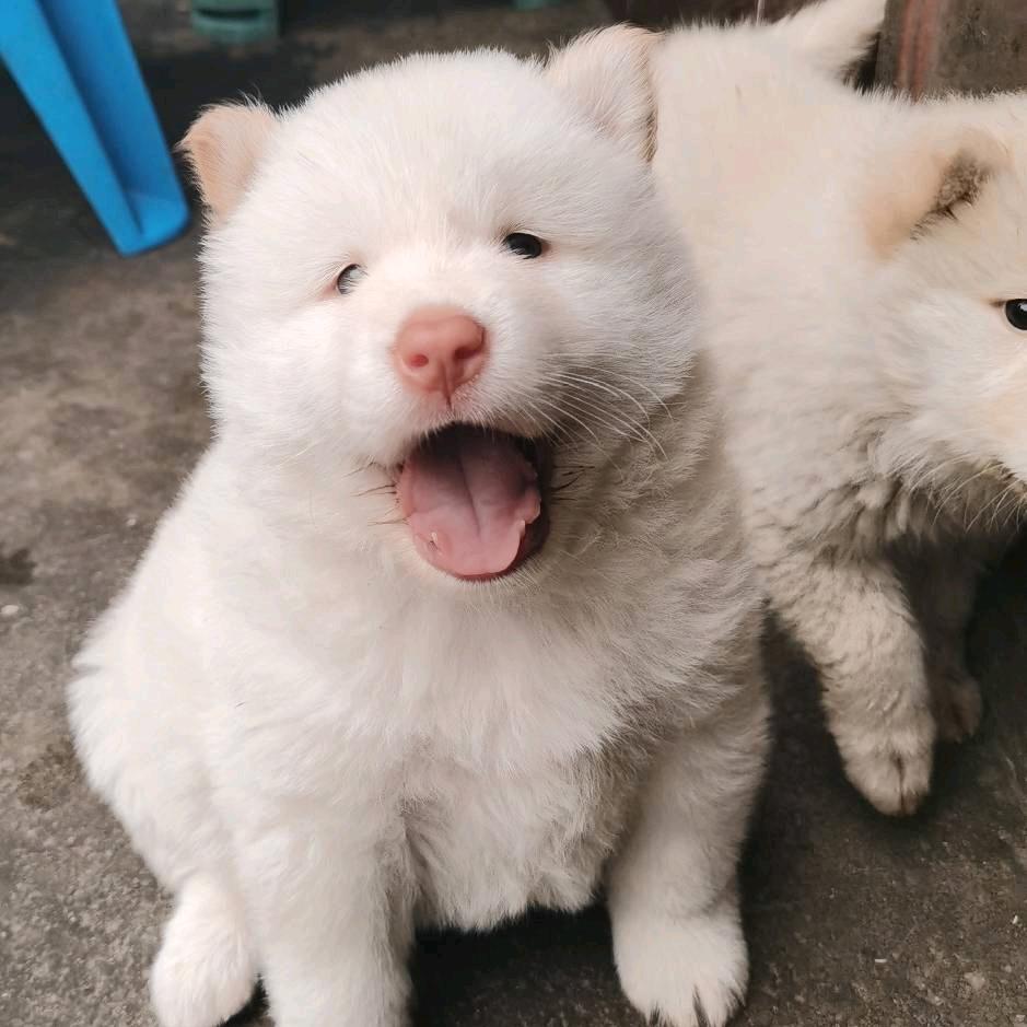 宝。小元宝头像