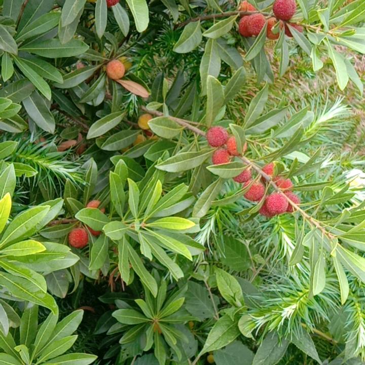 亻爬山虎