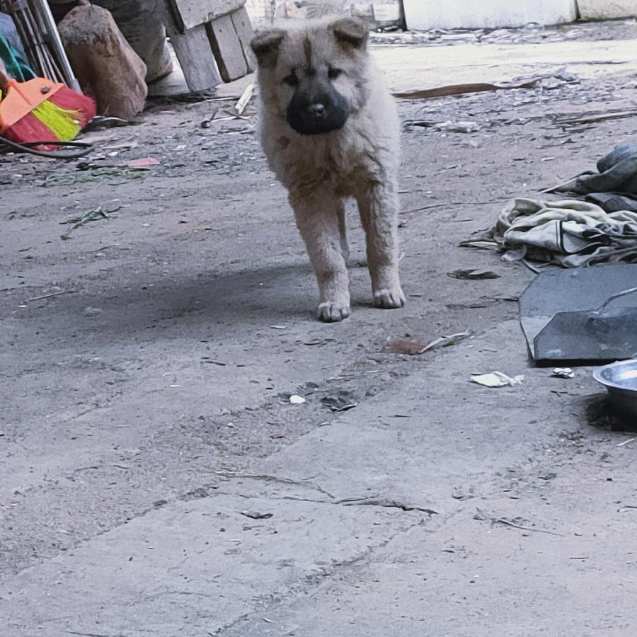 我故意的