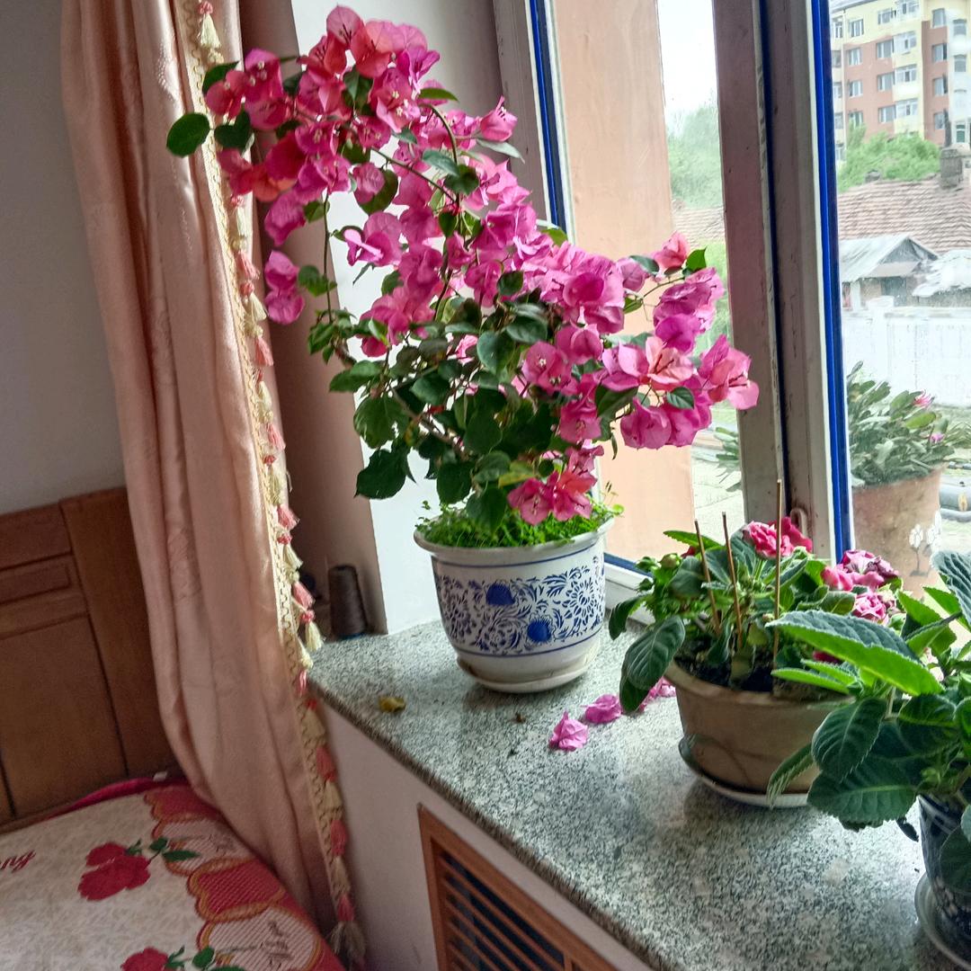 孙玉珍