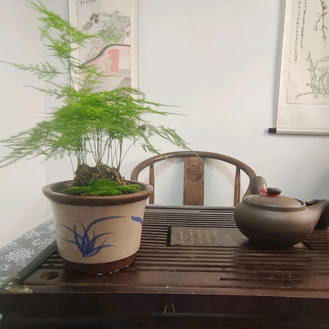 在村里卖盆景的胖胖
