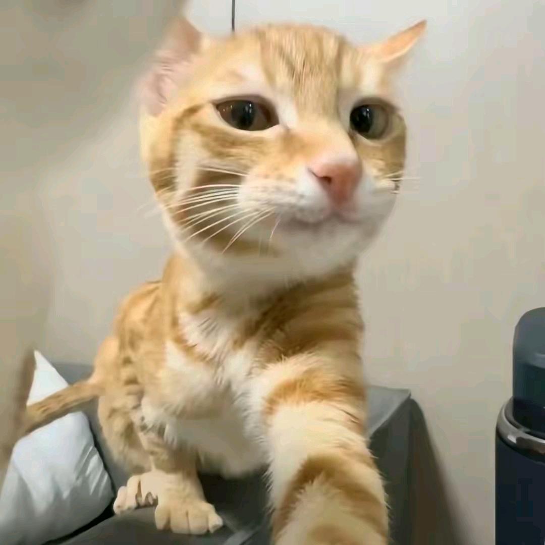 喵星人