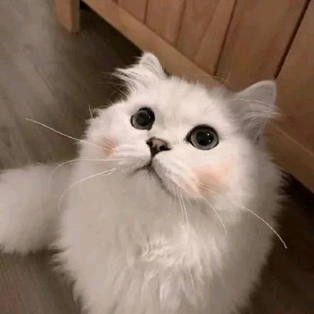 ♥(｡￫v飞扬￩｡)♥