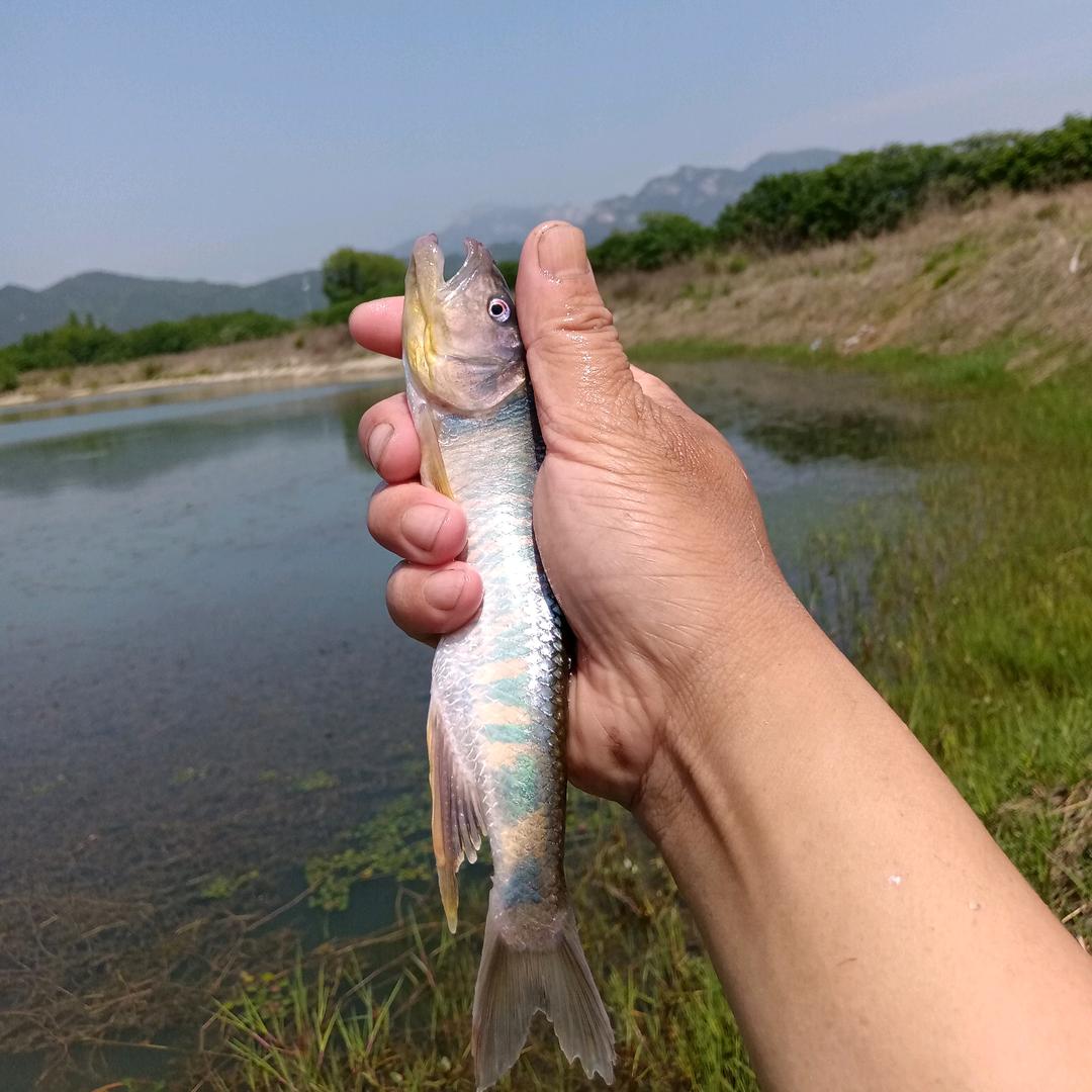 养马口🐟的阿宋歌