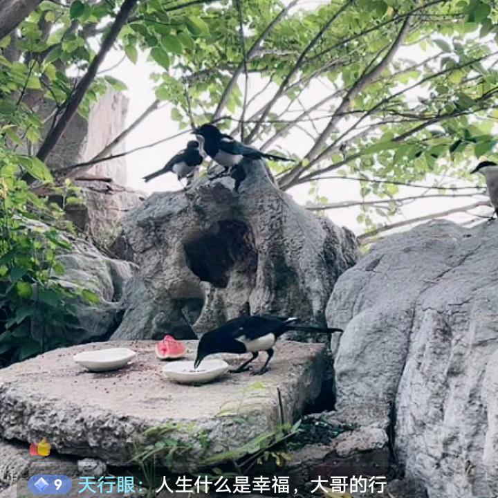 战鹰（李不愁）
