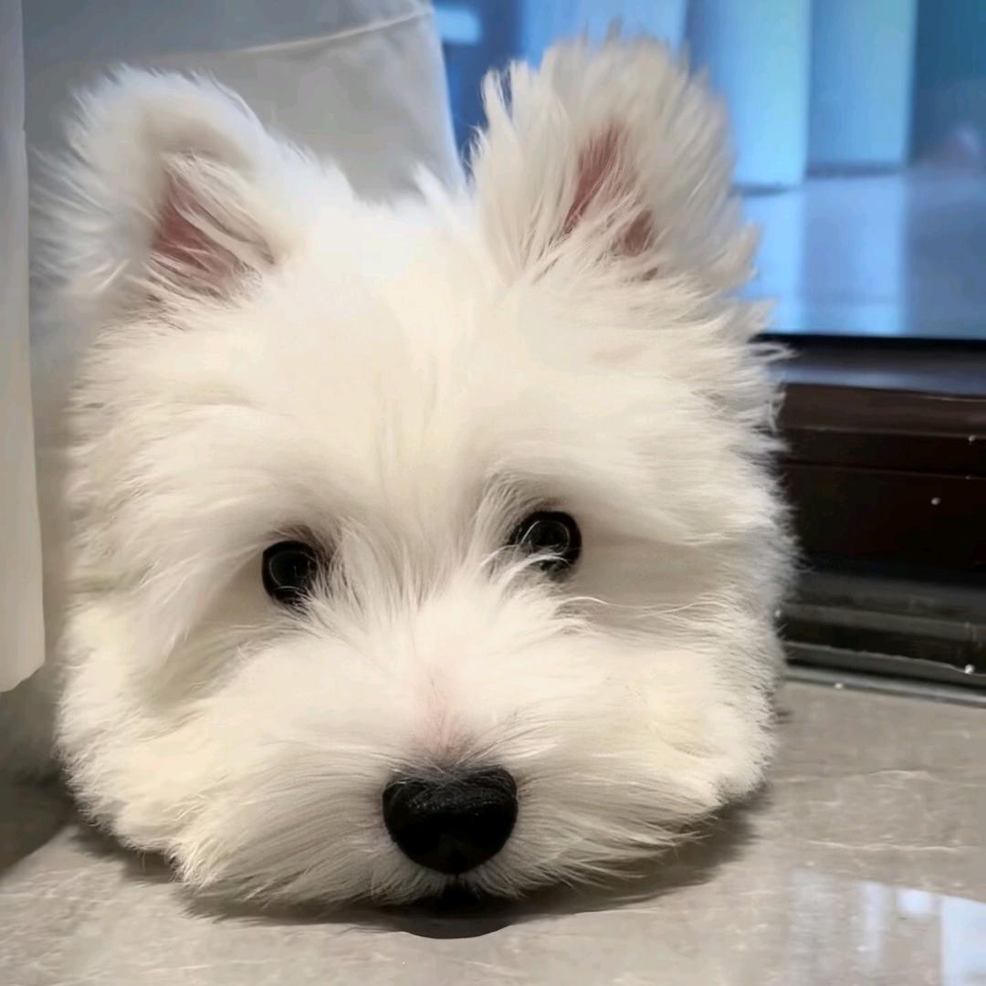 🐰小汤圆🎀💕