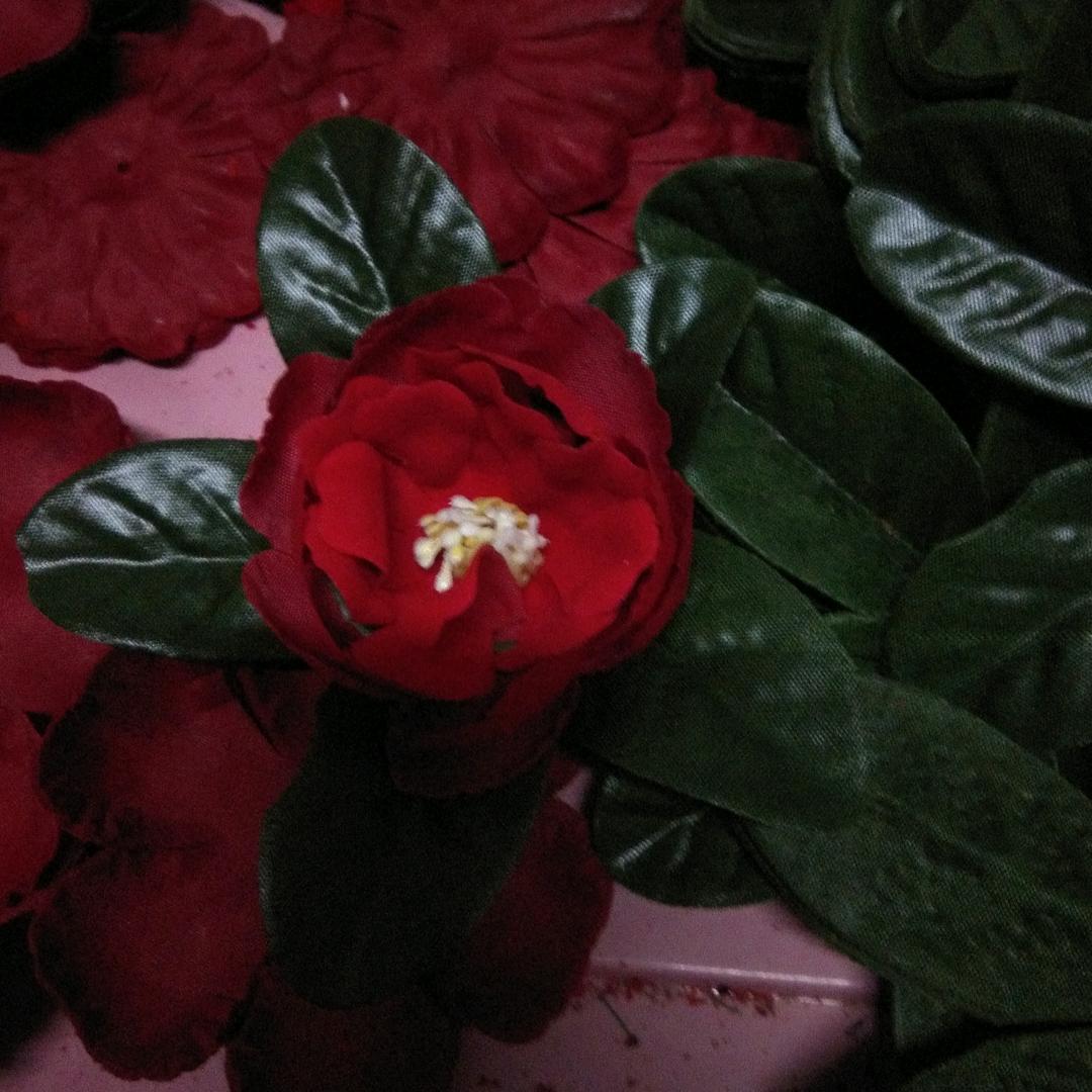 朱盼盼