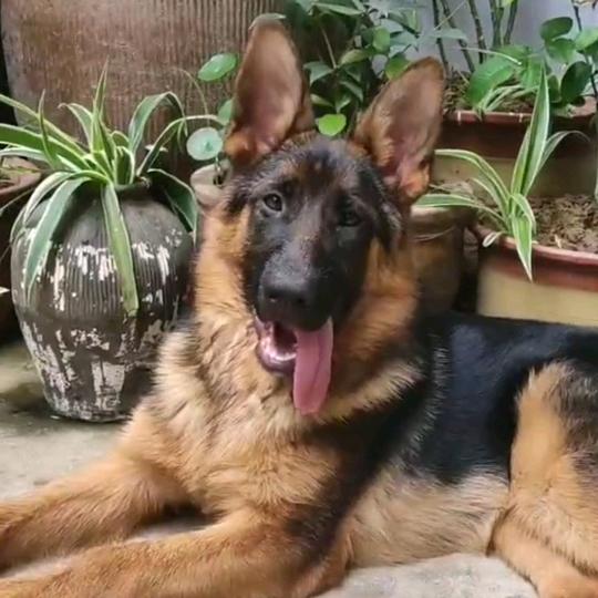 明光小勇犬舍《大号》买🐶私聊