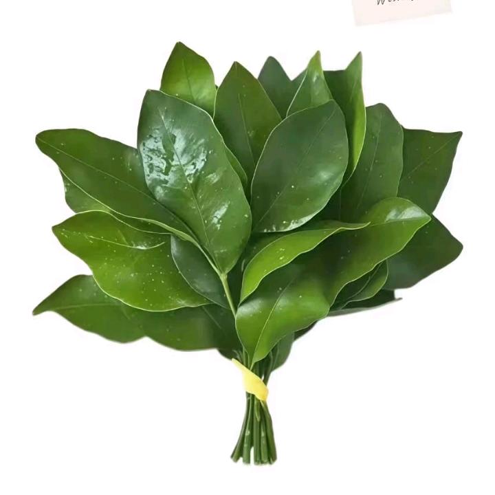 ༄༊࿆杨ོྂཾ࿆࿐