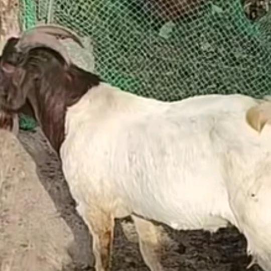 小妮🤙🤙🤙🌹🌹🌹