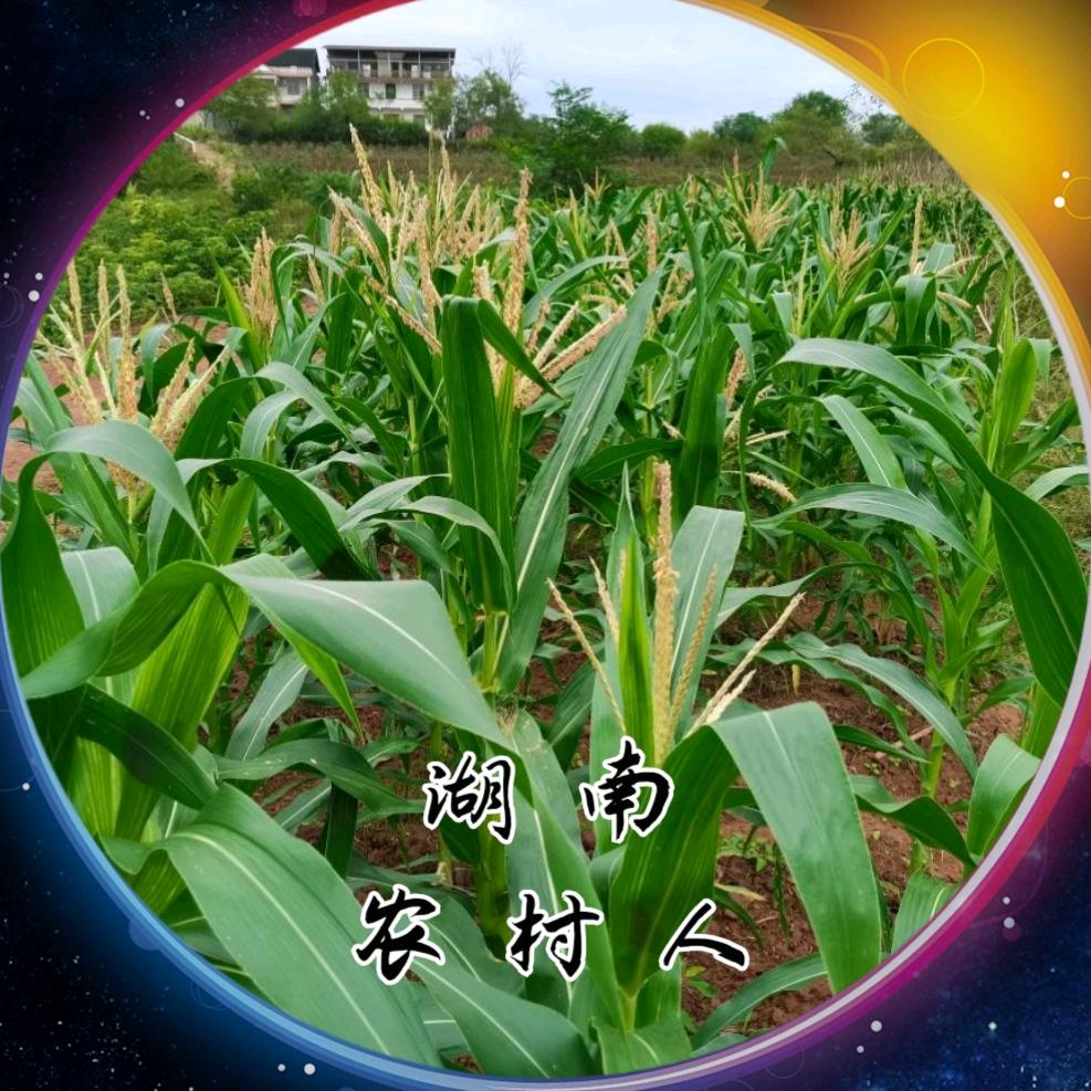 湖南农村人