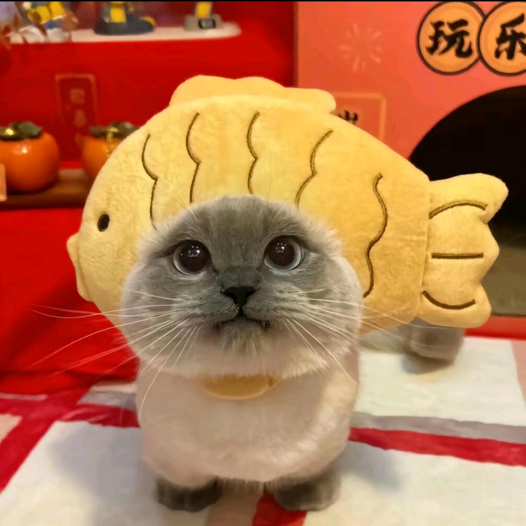 上厕所用五张纸