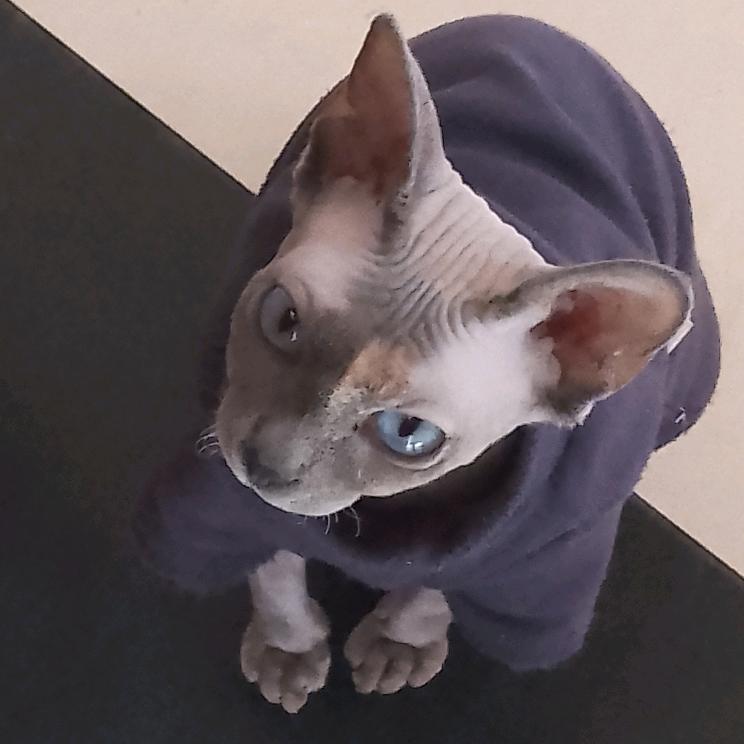宝儿猫