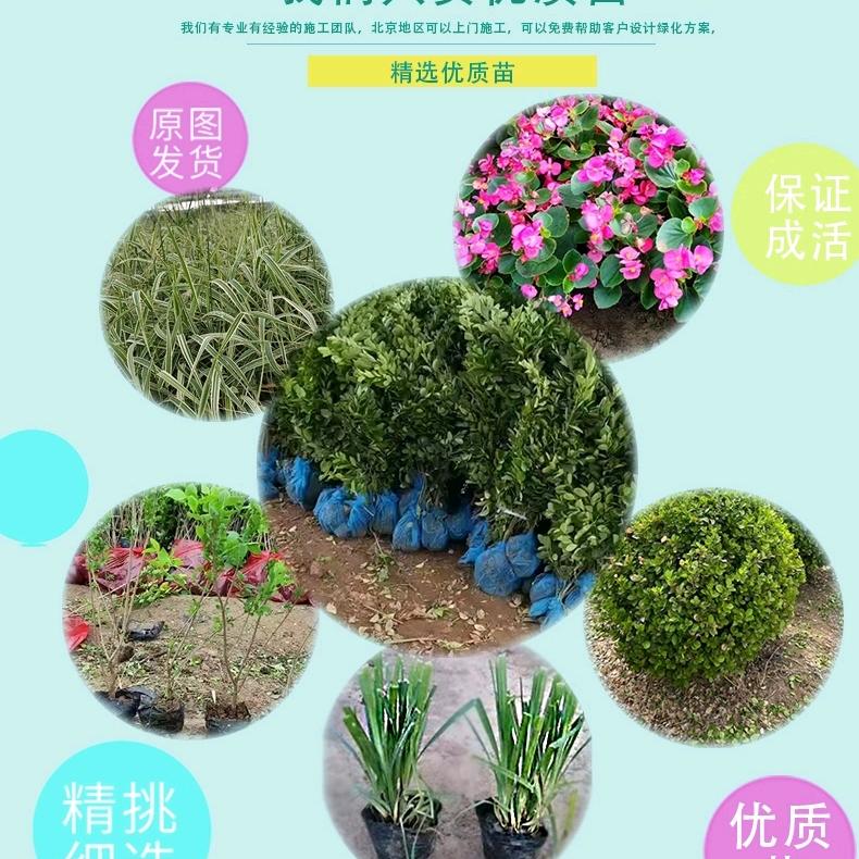 北京御草地种植中心