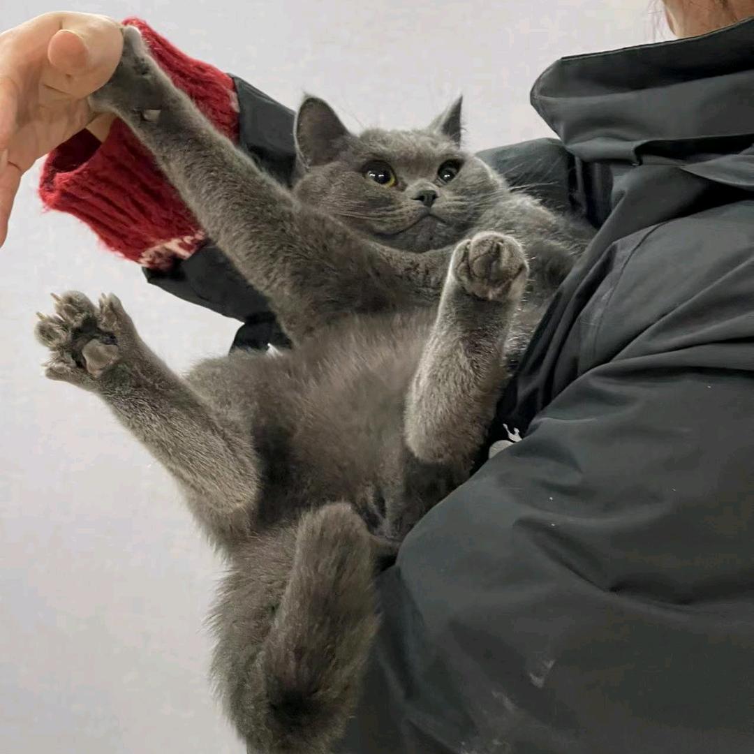 抠鼻屎弹你