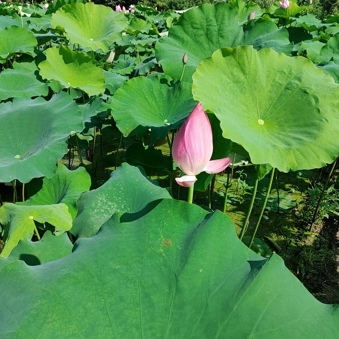 一片云朵