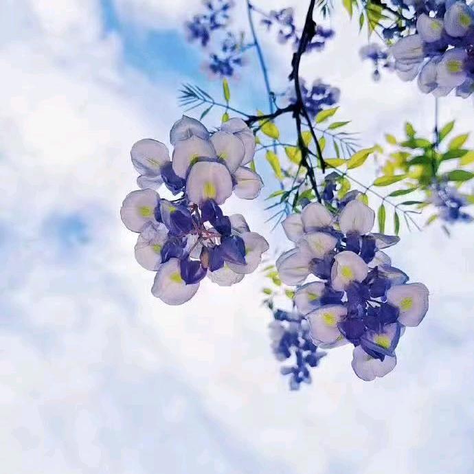 忧伤的记忆