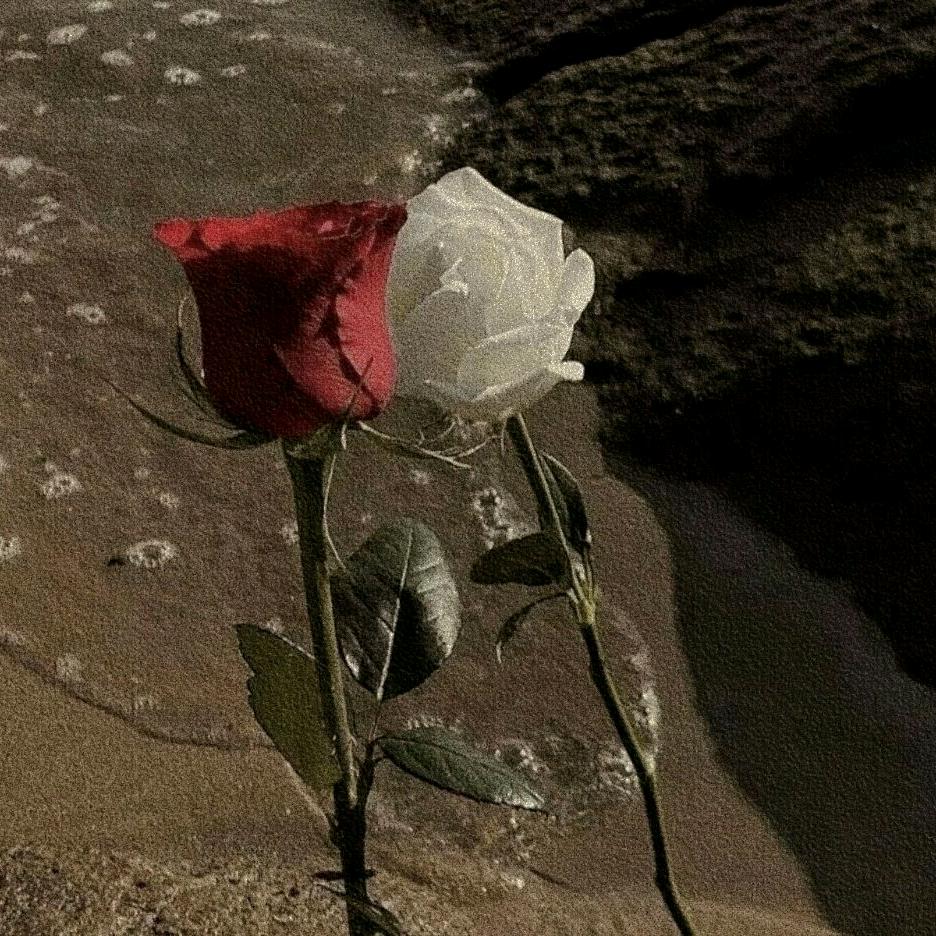 终有弱水替沧海