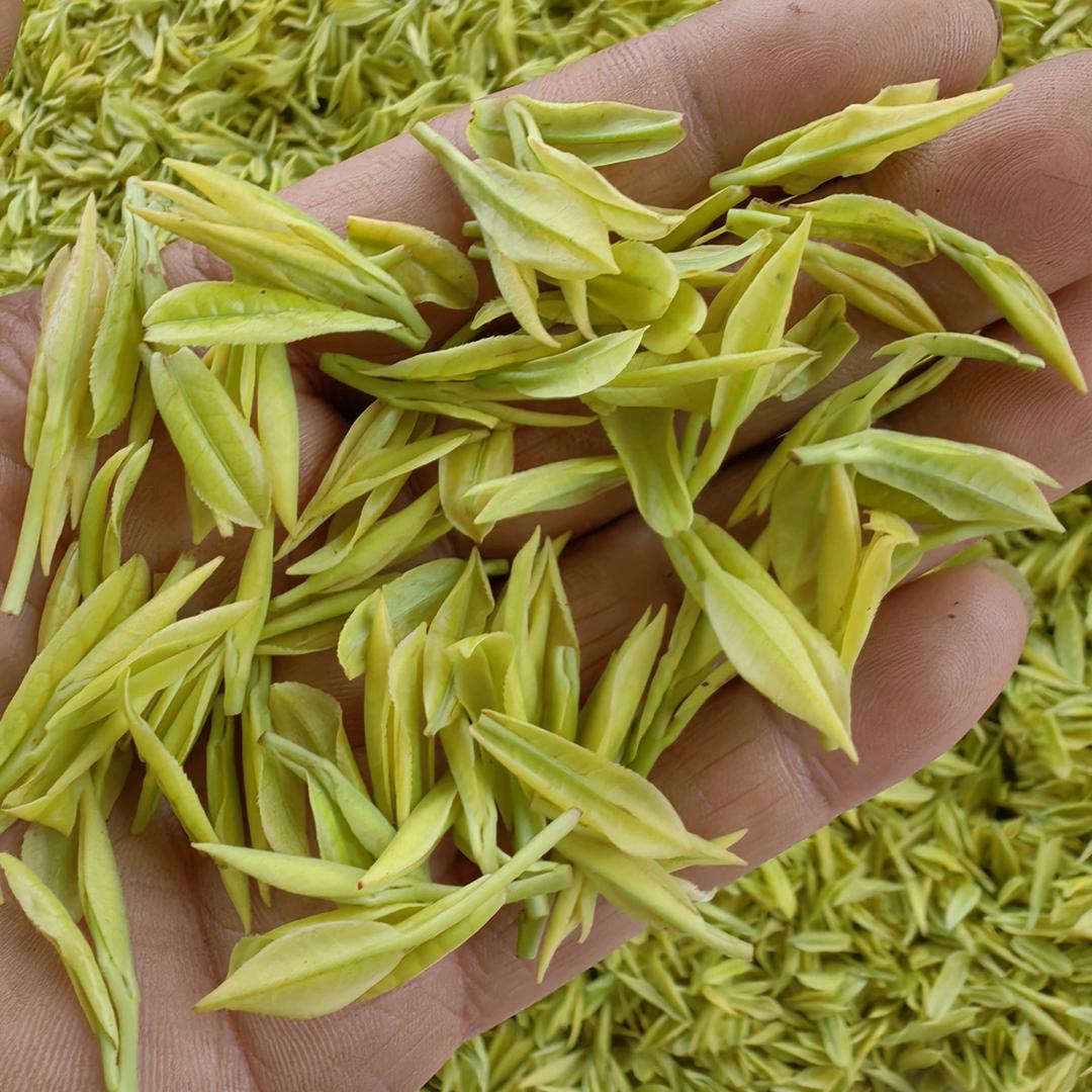 小罗在茶园
