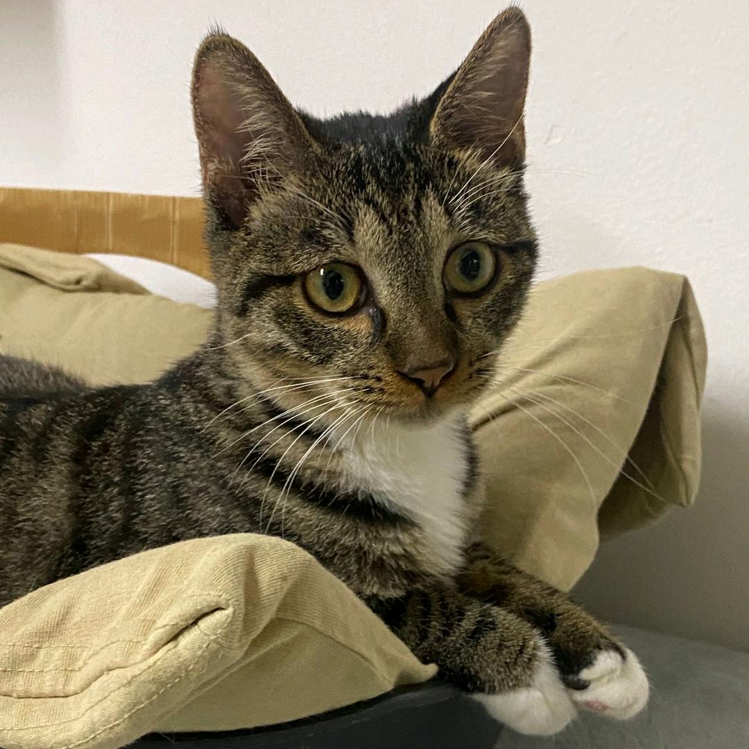 宅萌软糯锦鲤棍母