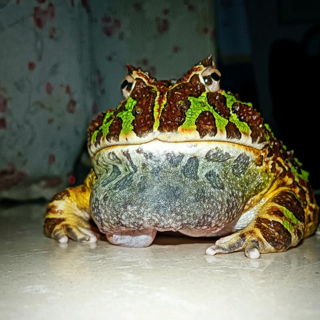疯狂的鸣哥