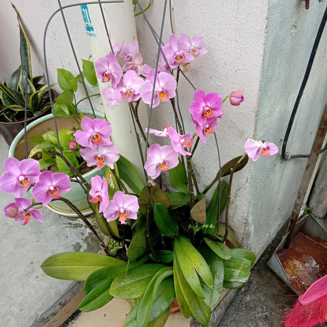 春暖花开