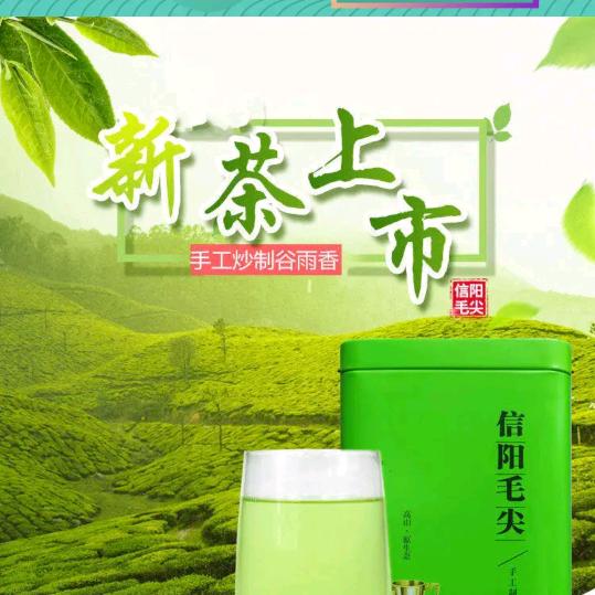 信阳毛尖，茶农直销