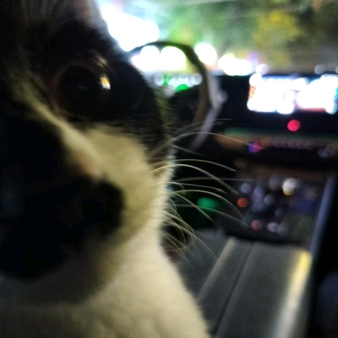 🈶🐱🧊