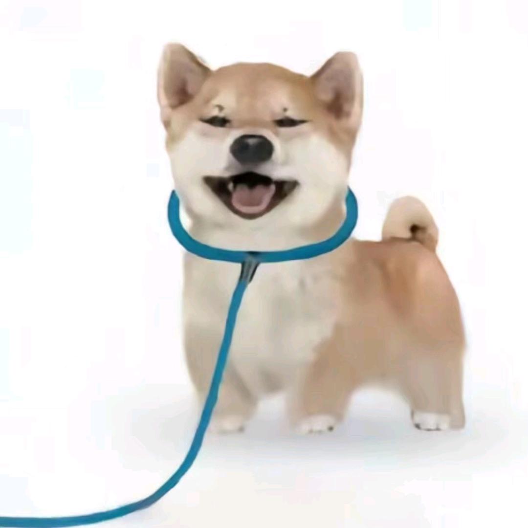 伤心的旺财误食杜杜巧克力